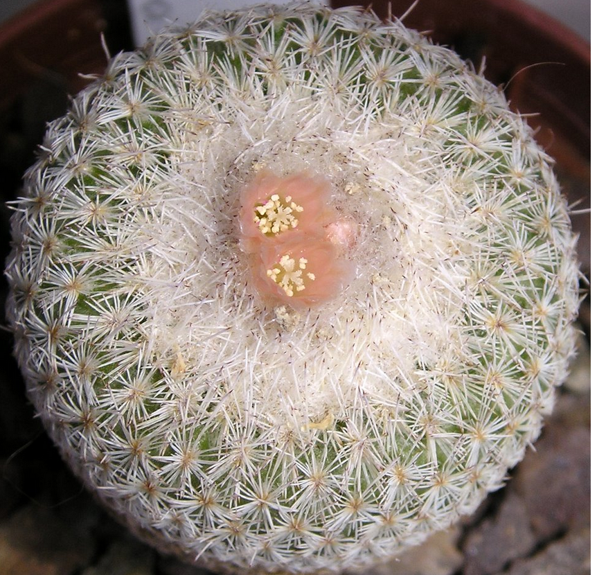 Epithelantha Micromeris (Button Cactus) Seeds - Click Image to Close